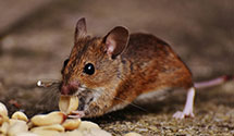 24 Hour & Emergency Exterminators in Twin Mountain, NH